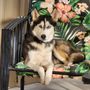 Photo of My House of Paws