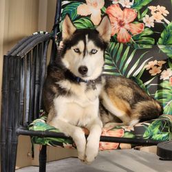 My House of Paws