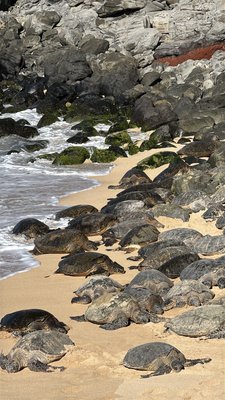 Ho'okipa Beach Park by null