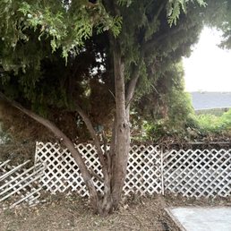 before - A tree with two main trunks and dense green foliage is positioned in front of a white lattice fence, with a concrete pathway nearby.