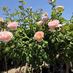Guerrero Rose Farm Nursery