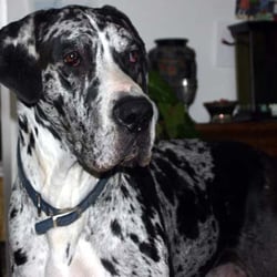 Strothertowne Vet Hospital - My great Odin I: Dr. Jones fixed his wounds and cured his illnesses, and then helped him across the Rainbow Bridge when cancer struck.