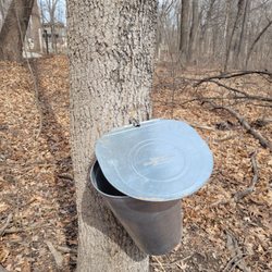 Hartman Reserve Nature - Maple tap