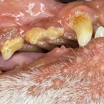 Vip Pet Smile - Before - Pet Groomers Near Me