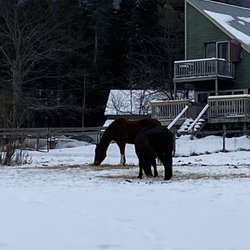 Blueberry Lake Cross Country & Snowshoeing Center - Horses on the farm that trails pass through