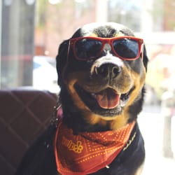 Dogs That Dine