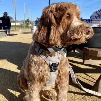 Homegrown Hops Brewing - Dog and kid friendly! - Breweries Near Me - Livermore, California Homegrown Hops Brewing - Dog and kid friendly! - Breweries Near Me - Livermore, California