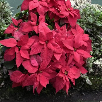 Lincoln Park Conservatory - Beautiful colored flowers - Parks Near Me - Chicago, Illinois