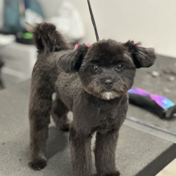Strictly Fur Paws - Pet Groomers Near Me - Crest Hill, Illinois Strictly Fur Paws - Pet Groomers Near Me - Crest Hill, Illinois