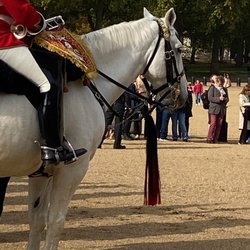 Horse Guards Parade - Beautiful horse