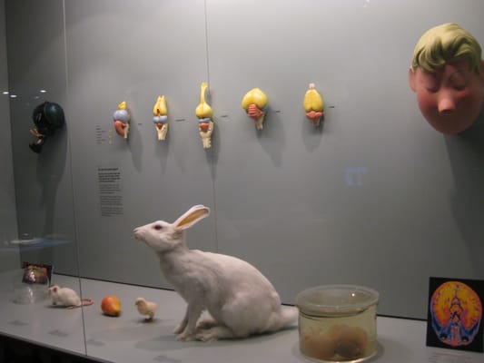 Naturhistorisches Museum Bern by null