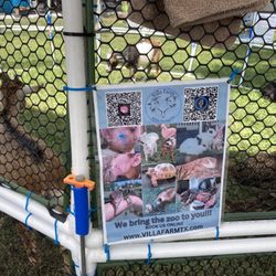 Villa Farm Mobile Petting Zoo - Scan the QR code for some fun stuff