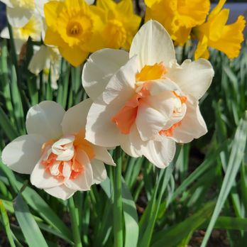 Westminster Presbyterian - Lots of daffodils in the garden - Churches Near Me - Portland, Oregon Westminster Presbyterian - Lots of daffodils in the garden - Churches Near Me - Portland, Oregon
