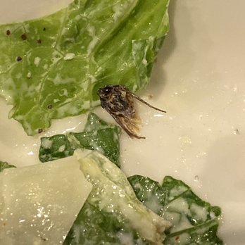 Saltgrass Steak House - A bug in my salad - Steakhouses Near Me - Austin, Texas
