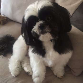 Perfect Pet Salon - Pet Groomers Near Me - Concord, California
