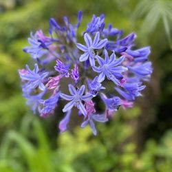 Diana McPherson Photography - Flower portrait