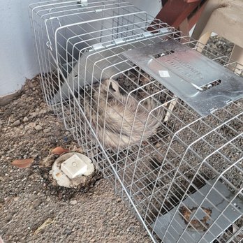 ASAP Rodent Solutions - Eddie was the right professional, at the right time. Again, thank you! - Pest Control Near Me - San Francisco, California ASAP Rodent Solutions - Eddie was the right professional, at the right time. Again, thank you! - Pest Control Near Me - San Francisco, California