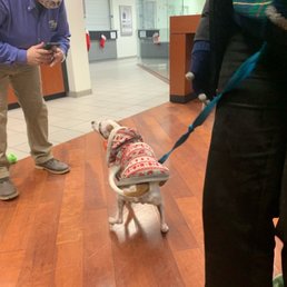 The whole staff at Don Miller Subaru West LOVED our pup Trunks and gave him treats and pats The whole staff at Don Miller Subaru West LOVED our pup Trunks and gave him treats and pats