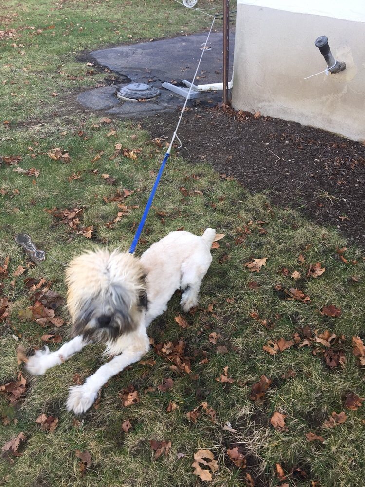 DOG LOVERS GROOMING SALON & RETAIL Updated July 2024 10 Reviews 447 E Central St