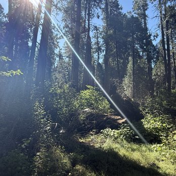 Calaveras Big Trees State Park - Parks Near Me - Arnold, California