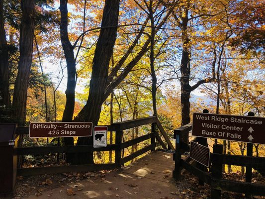 Amicalola Falls State Park by null