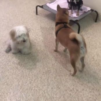 Happy Doggies - Instagram story - Dog Walkers Near Me