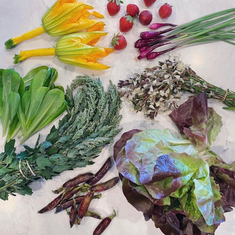 Chino Farm - Fruits & Veggies Near Me - Rancho Santa Fe, California