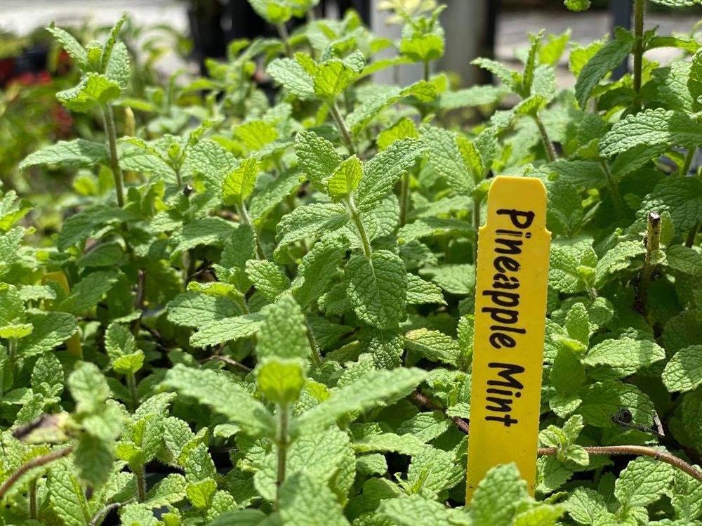 HAZELTINE NURSERIES Updated September 2024 54 Photos & 14 Reviews