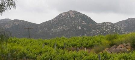 Mahogany Mountain Vineyard and Winery by null