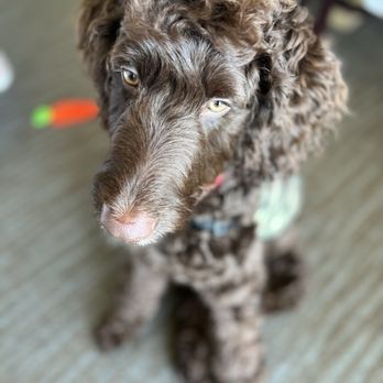 Whitney's Wittle Wonders - Pet Groomers Near Me - Charlotte, North Carolina Whitney's Wittle Wonders - Pet Groomers Near Me - Charlotte, North Carolina