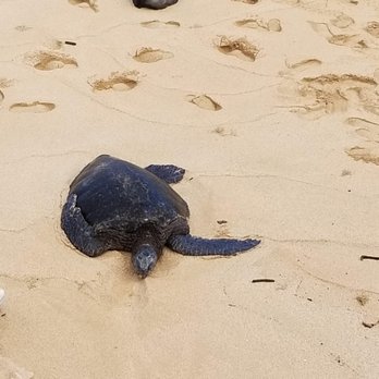 Hookipa Beach Park - Leatherback sea turtle - Parks Near Me - Paia, Hawaii