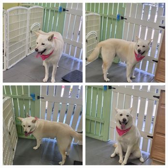 Doggie Do's - Pet Groomers Near Me - Los Angeles, California
