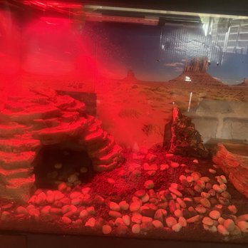 PetSmart - Our new 10 gallon for our Alligator lizard. He's hanging out on top of that cave - Pet Stores Near Me - West Covina, California PetSmart - Our new 10 gallon for our Alligator lizard. He's hanging out on top of that cave - Pet Stores Near Me - West Covina, California