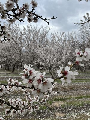 Rodin Farms by null