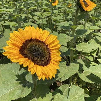 Sandoval and Sons Flower Grower - Sunflowers - Pick Your Own Farms Near Me - Bonsall, California Sandoval and Sons Flower Grower - Sunflowers - Pick Your Own Farms Near Me - Bonsall, California