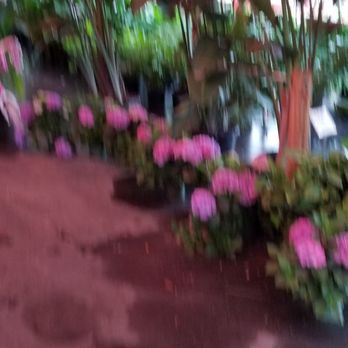 Holiday's Nursery & Landscaping - Nurseries & Gardening Near Me - Jacksonville, Florida Holiday's Nursery & Landscaping - Nurseries & Gardening Near Me - Jacksonville, Florida