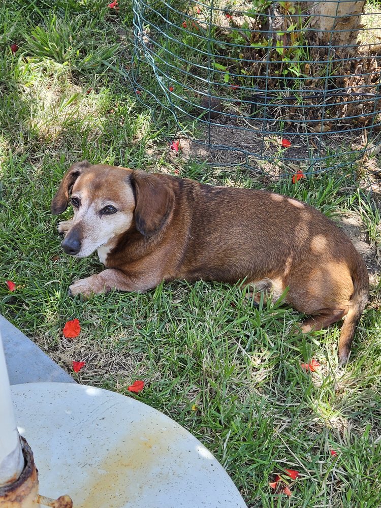 DOGS ON THE RUN 21 Photos 2011 Palomar Airport Rd, Carlsbad