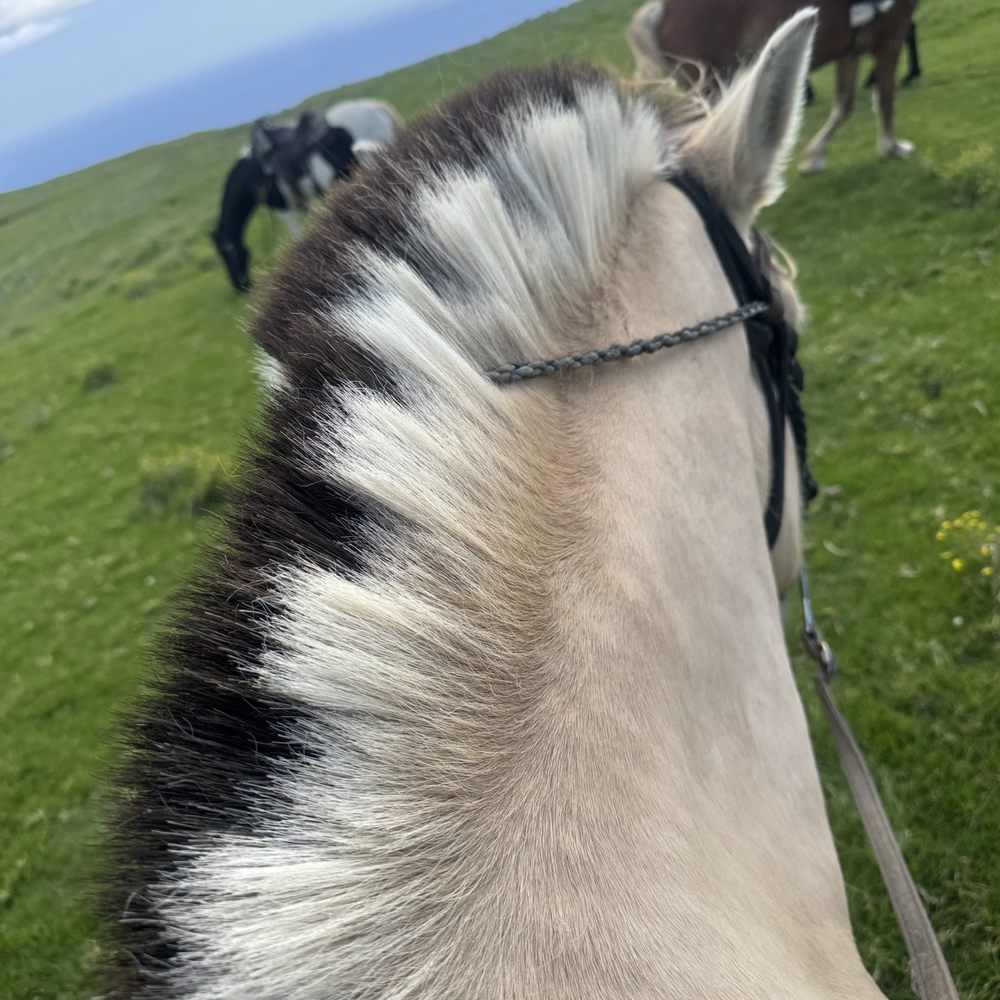 Na'alapa Stables - My beautiful horse Oliver and his awesome Mohawk mane! - Horseback Riding Near Me - Kamuela, Hawaii Na'alapa Stables - My beautiful horse Oliver and his awesome Mohawk mane! - Horseback Riding Near Me - Kamuela, Hawaii