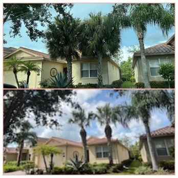 Primavera Landscape & Maintenance - Palm Trimming - Landscaping Near Me - Immokalee, Florida Primavera Landscape & Maintenance - Palm Trimming - Landscaping Near Me - Immokalee, Florida