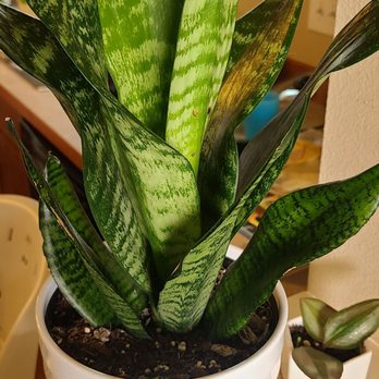 Trader Joe's - Snake plant - Grocery Near Me - Kent, Washington