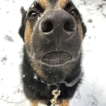 Cope Creek Animal Hospital 12 Photos Veterinarians 8 Connor Rd Sylva Nc Phone Number