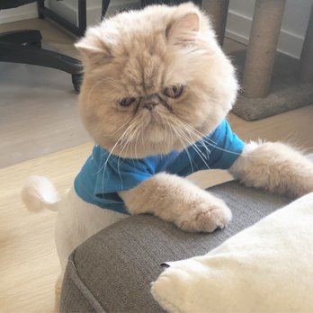 Releash NYC - Pet Sitting Near Me - New York, New York Releash NYC - Pet Sitting Near Me - New York, New York