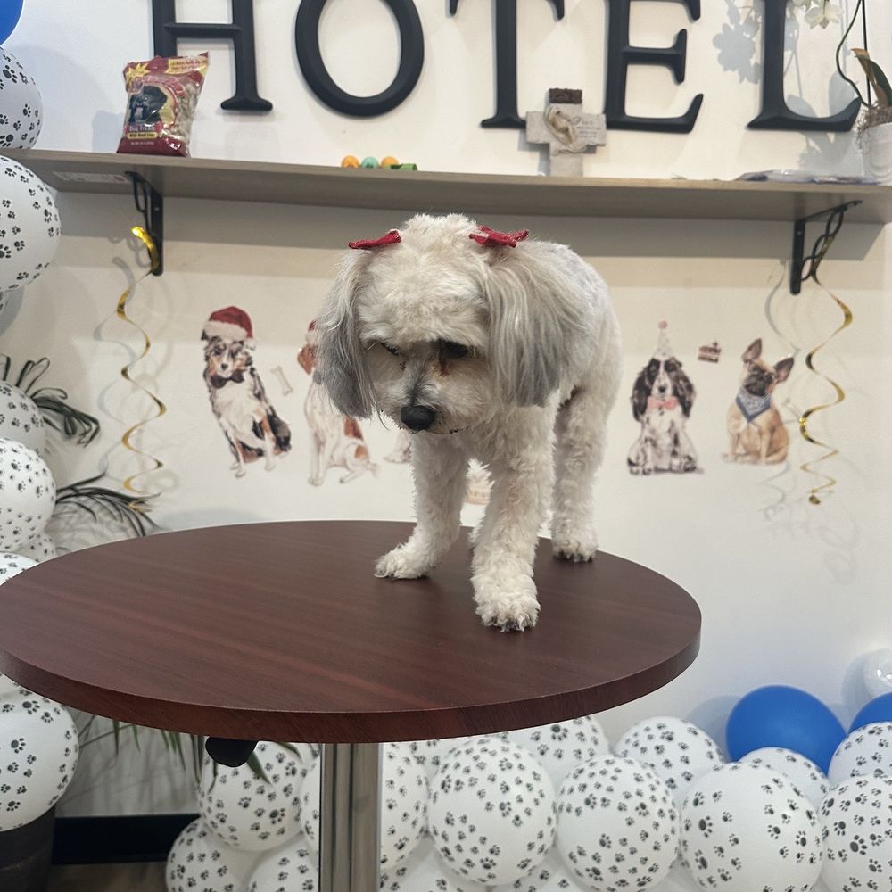 Cali Pets Hotel - Pet Groomers Near Me - Anaheim, California