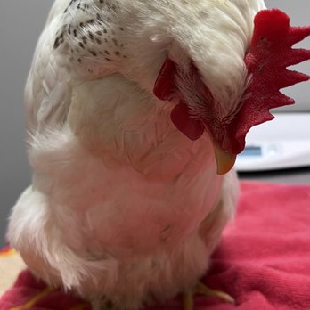 Medical Center For Birds - Checkers not feeling it - Veterinarians Near Me - Oakley, California Medical Center For Birds - Checkers not feeling it - Veterinarians Near Me - Oakley, California