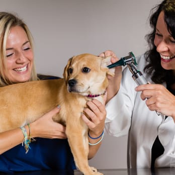 Vet Tech Institute - Colleges & Universities Near Me - Pittsburgh, Pennsylvania Vet Tech Institute - Colleges & Universities Near Me - Pittsburgh, Pennsylvania