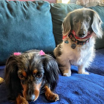 Eastern Sierra Grooming Company - Baxter & Whitney all pretty and clean - Pet Groomers Near Me - Bishop, California
