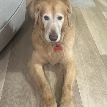 OC Grooming & Pet Spa - Our 9-year-old Tank, spiffed up for the holidays! Thank you OC Grooming and Pet Spa. - Pet Groomers Near Me - San Clemente, California