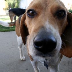 Dog-e-Sit & Fetch