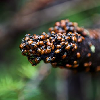 Uvas Canyon County Park - 🐞Uvas Canyon County Park🐞 - Parks Near Me - Morgan Hill, California