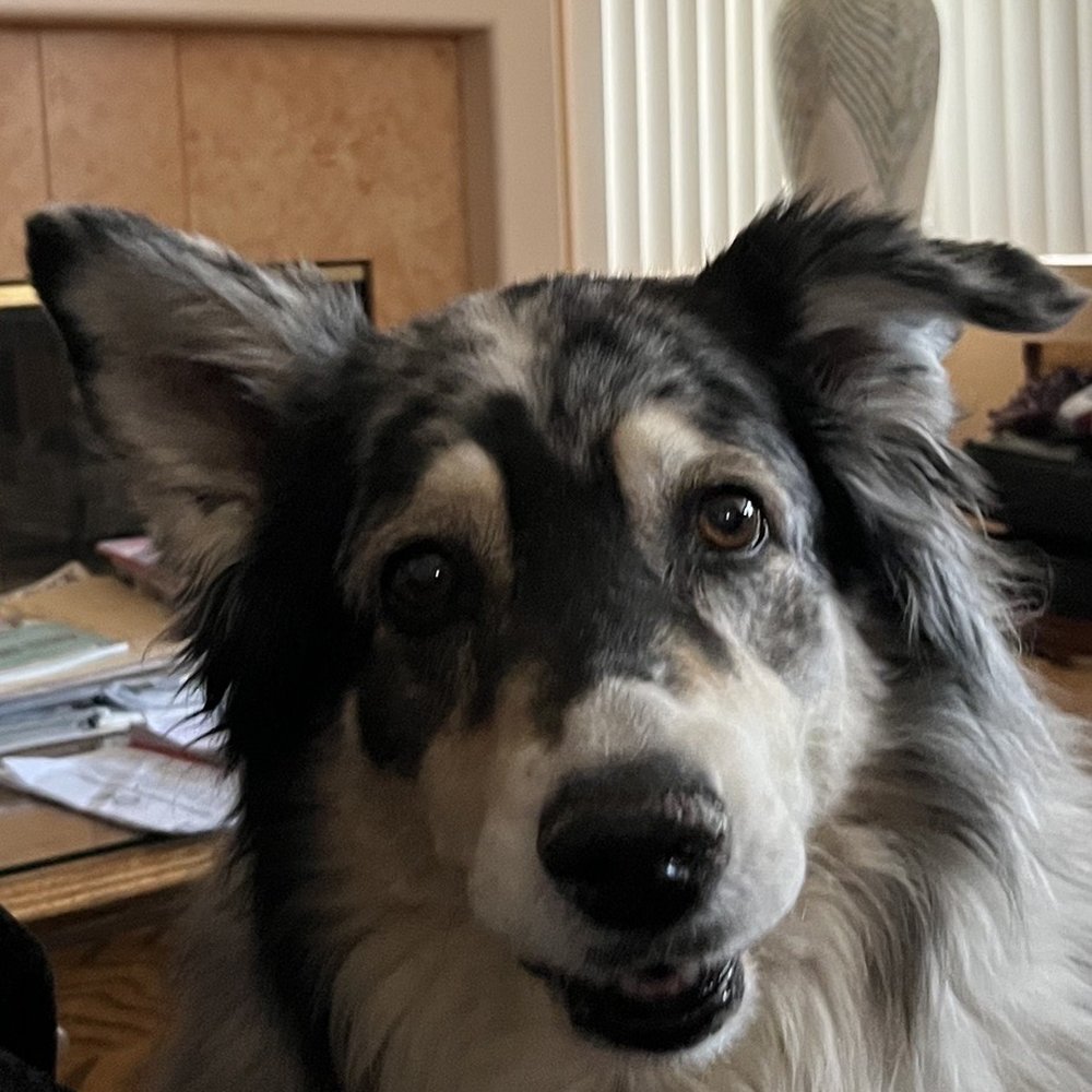 Esplin Kelly, DVM - Bella Marie - Veterinarians Near Me - Cedar City, Utah